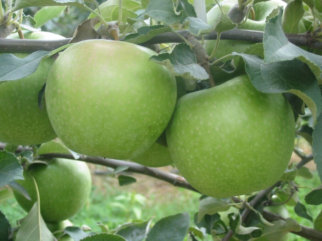 GRANNY SMITH, M9
