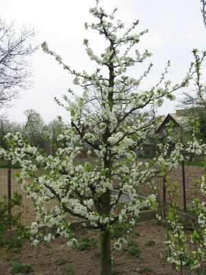 jarny_rez_kostkovin_07 jarny_rez_kostkovin_07