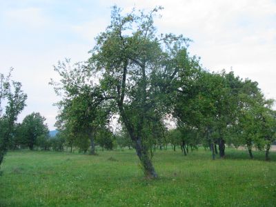 krajinotvorny_vyznam_drevin_02 krajinotvorny_vyznam_drevin_02