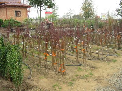 nestacil_som_zasadit_02 nestacil_som_zasadit_02