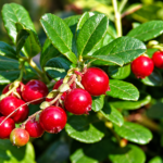 Brusnica RED PEARL, kont.