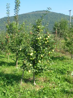 stihle_vreteno_jabloni_v_oblasti_severneho_slovenska stihle_vreteno_jabloni_v_oblasti_severneho_slovenska