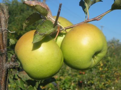 zahrada-v-juni-01 zahrada-v-juni-01