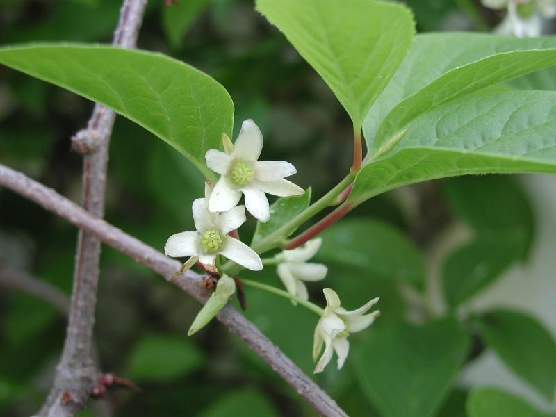 Schizandra čínska, kont.