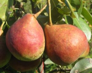 Dicolor