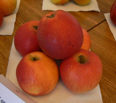 Kidd`s Orange Red