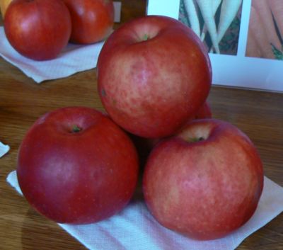 Wealthy Double Red