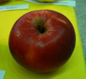 Wealthy Red