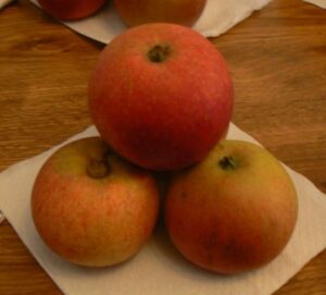 Laxton`s Superb