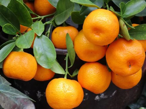 Citrus reticulata "PRIMOSOLE"