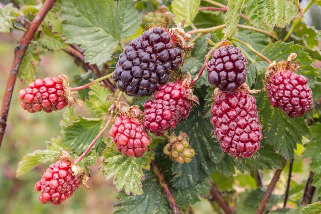 BOYSENBERRY, kont.
