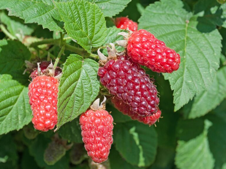 Malinočernica TAYBERRY, kont.