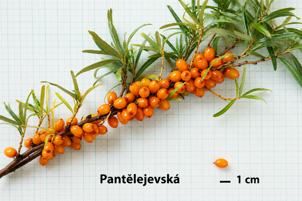 Rakytník PANTELEJEVSKÁ, kont.