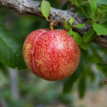 Pluot® DAPPLE DANDY - ker, kont.