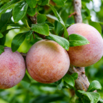 Pluot® DAPPLE DANDY - ker, kont.