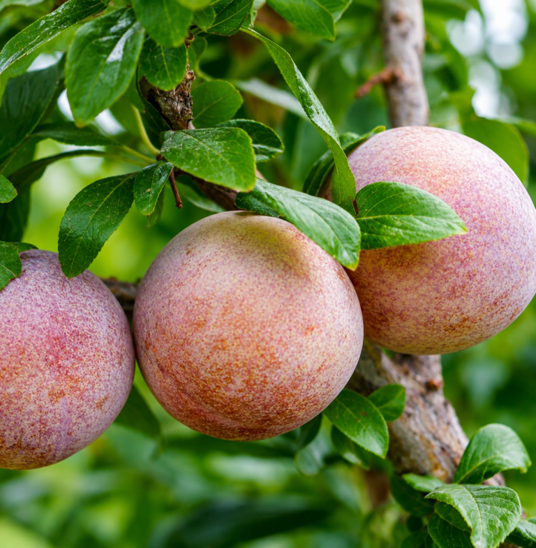 Pluot® DAPPLE DANDY, kont.