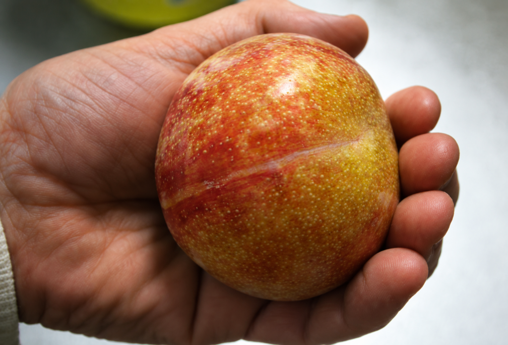 Pluot® DAPPLE DANDY - ker, kont.