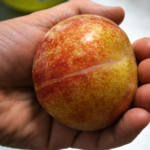 Pluot® DAPPLE DANDY - ker, kont.