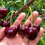 Čerešňa HARDY GIANT, G5, kont.