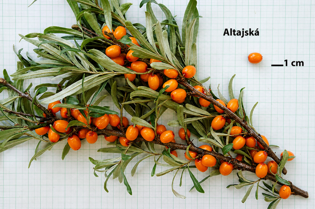 Rakytník ALTAJSKÁ, kont.