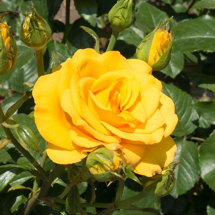 Ruža GOLDEN PARFUM, bal.