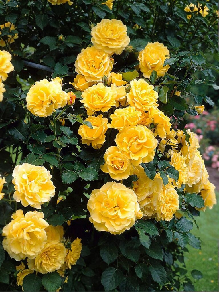 Ruža stromková GOLDEN PARFUM, bal.