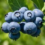Čučoriedka BLUEGOLD, kont.