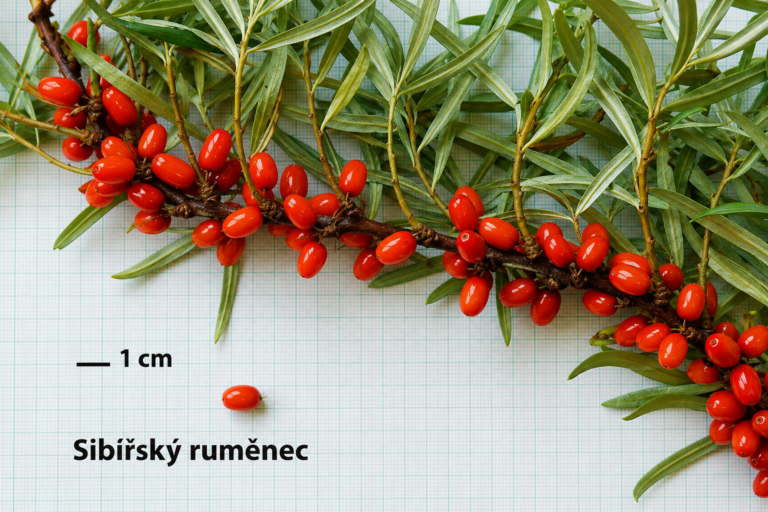 Rakytník SIBÍRSKY RUMENEC, kont.