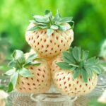 Jahoda PINEBERRY SNOW WHITE, kont.