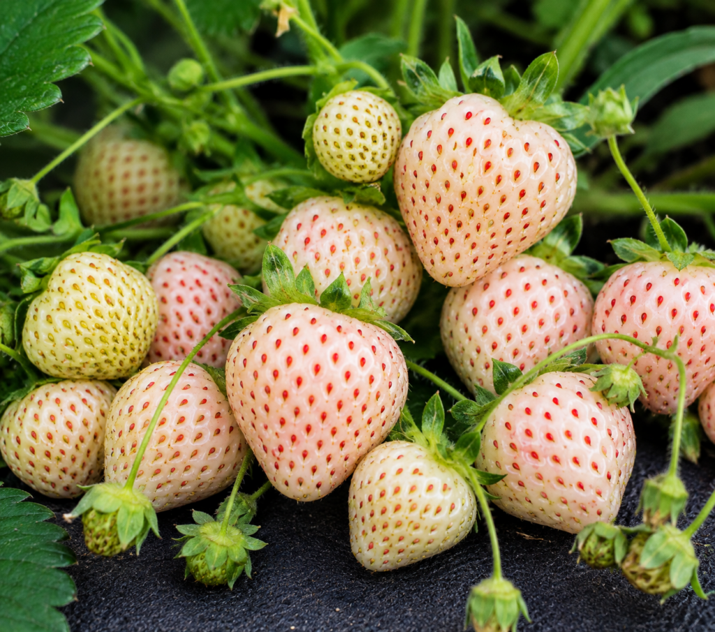 Jahoda PINEBERRY SNOW WHITE, kont.
