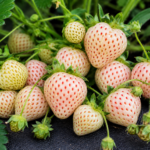 Jahoda PINEBERRY SNOW WHITE, kont.