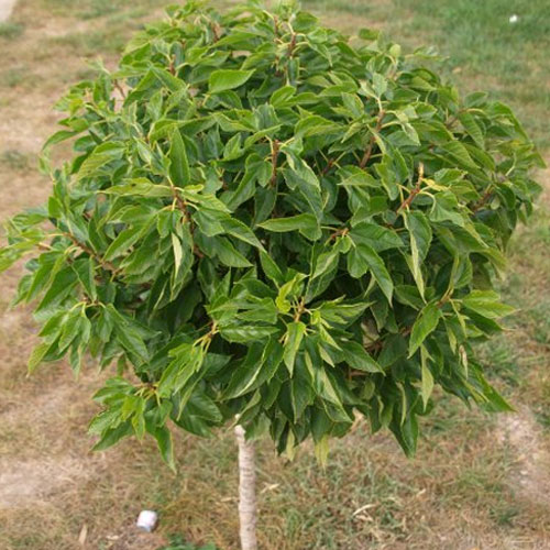 MORUŠA "GLOBOSA"
