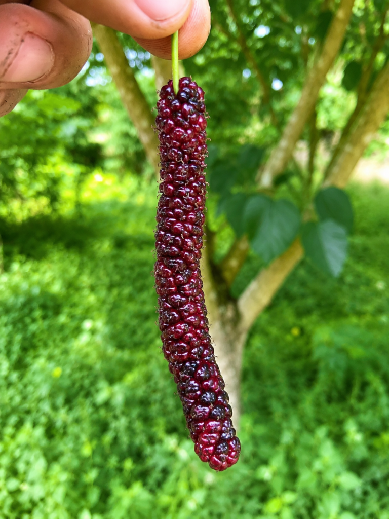 Moruša pakistanská PAKISTAN GIANT