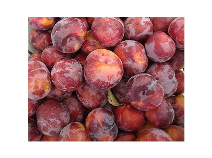 Pluot® FLAVOR GEM, kont.