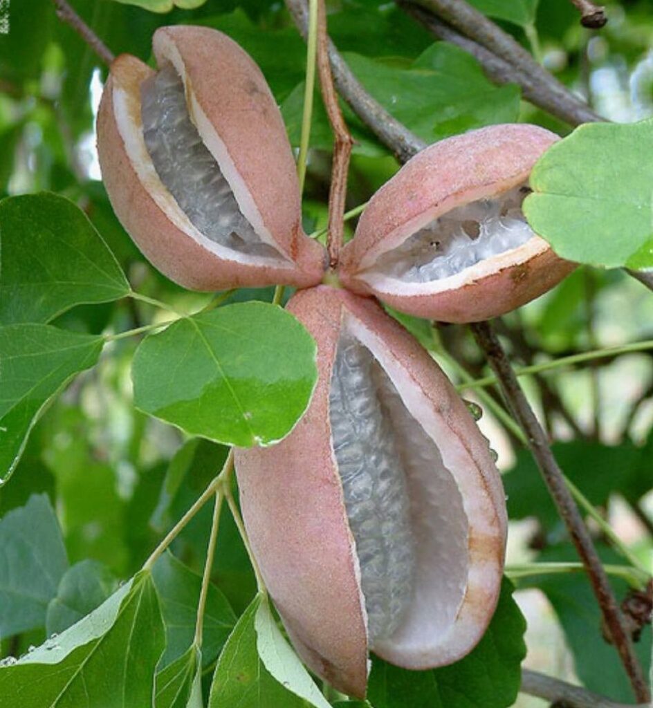 AKÉBIA TROJLISTÁ (A.trifoliata)