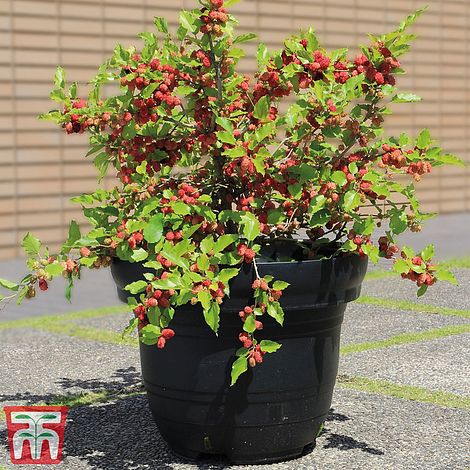 MATSUNAGA (MOJO BERRY), kont.