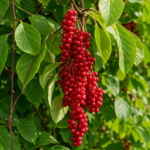 Schizandra čínska SADOVA NR.1, kont.