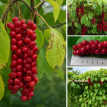 Schizandra čínska SADOVA NR.1, kont.