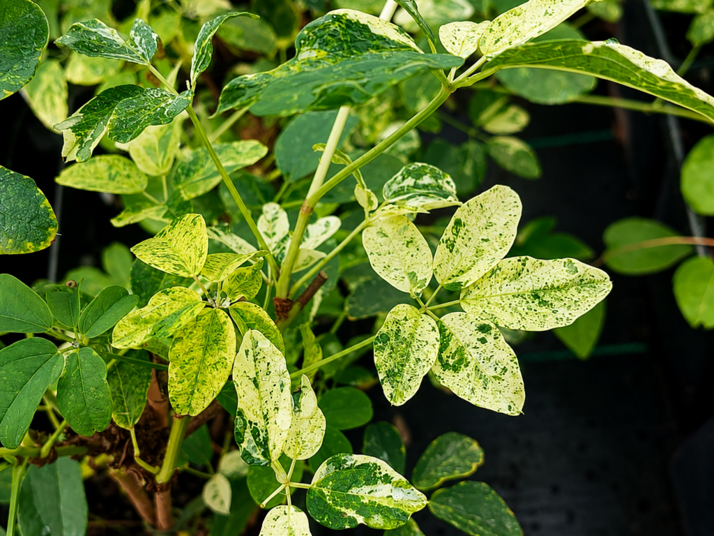 Akébia VARIEGATA, kont.
