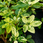 Akébia VARIEGATA, kont.