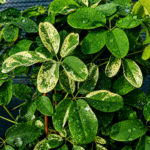Akébia VARIEGATA, kont.