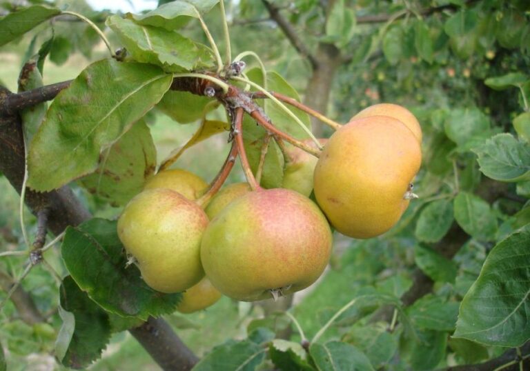 Jarabinohruška BULBIFORMIS, kont.