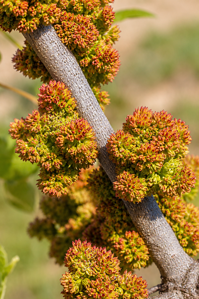 Pistácia POLLINATOR B, kont.
