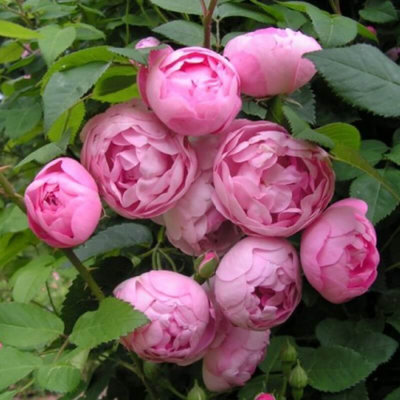 PINK MORSDAG, kont.