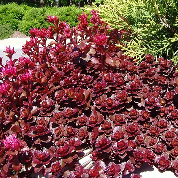 SEDUM "DRAGONS BLOOD", C1,4