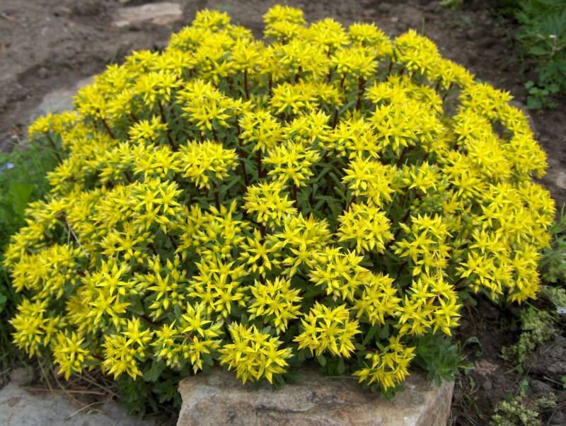 SEDUM "GOLD", C1,4