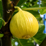 Figovník FIORONE GIALLO, kont.