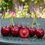 Mini čerešňa GARDEN BING