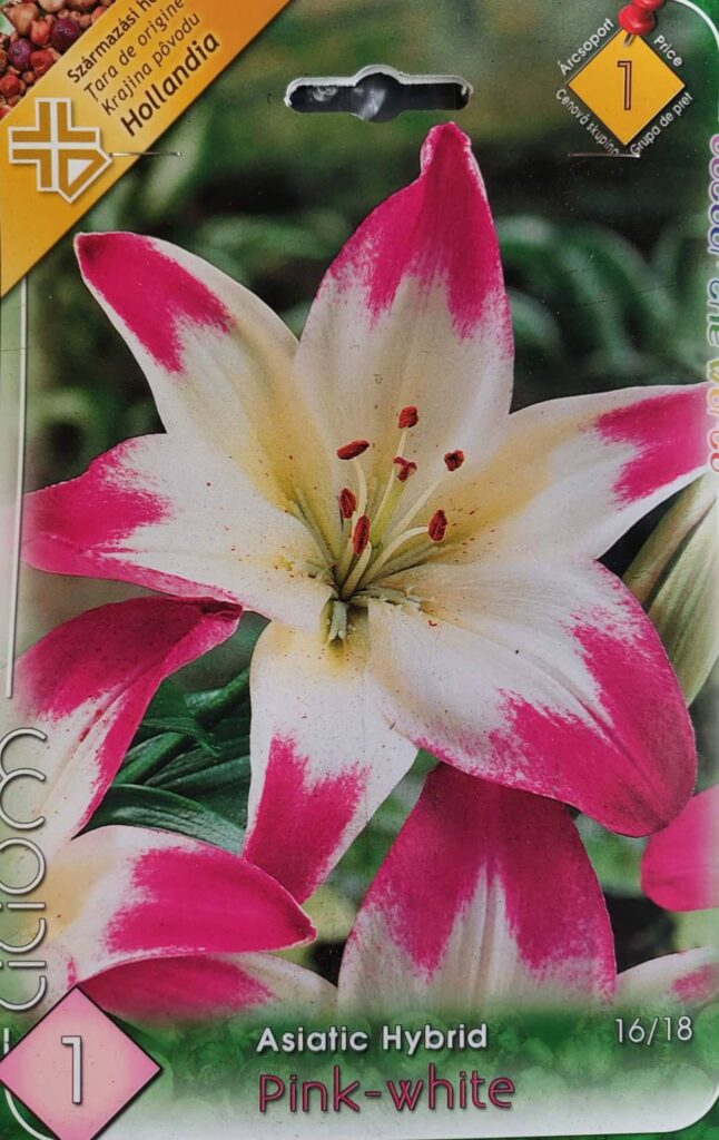 Ľalia PINK - WHITE
