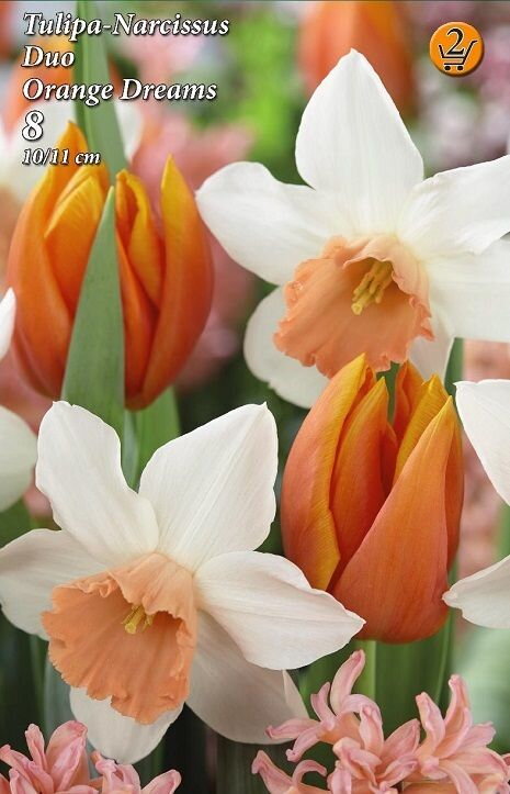 Duo ORANGE DREAMS